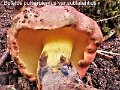 Boletus pulverulentus var.sublateritius-amf2230-1